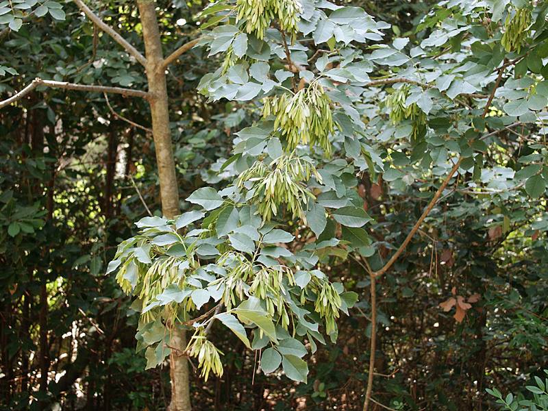 Fraxinus ornus