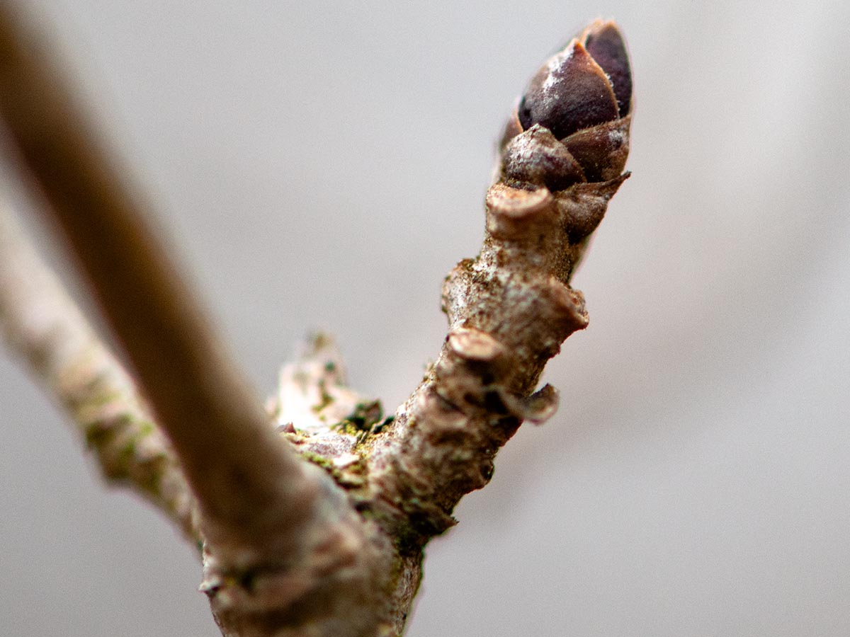 Ligustrum vulgare