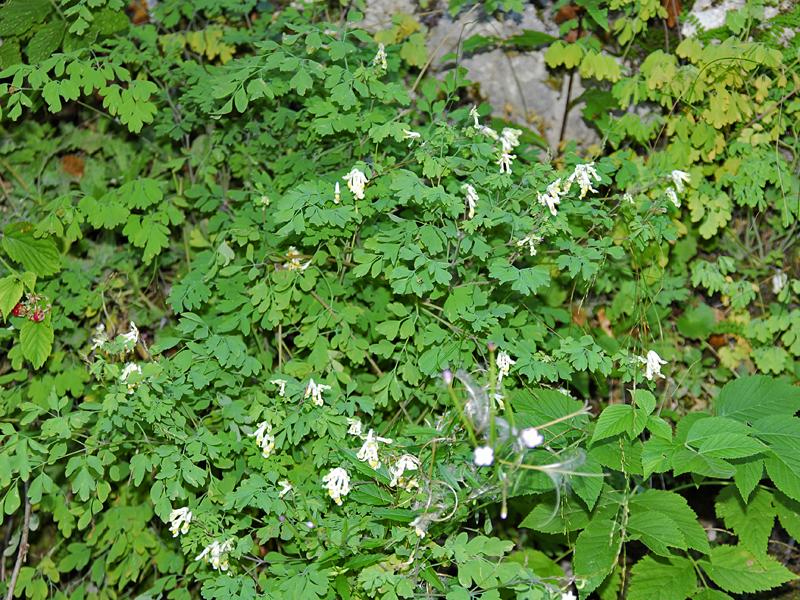 Pseudofumaria alba