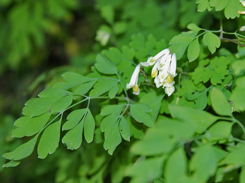 Pseudofumaria alba