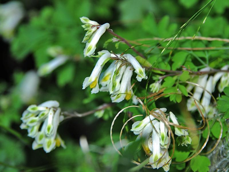 Pseudofumaria alba