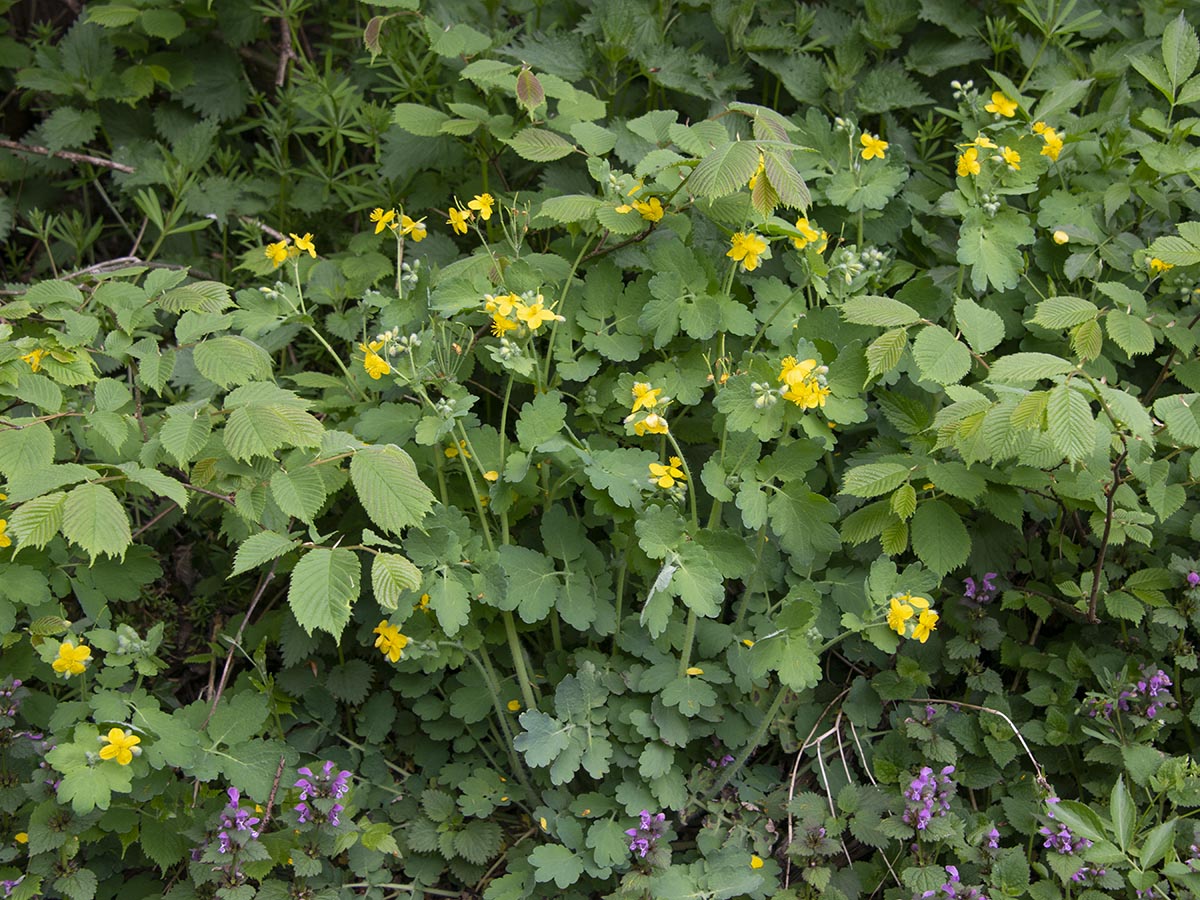 Schöllkraut Standort