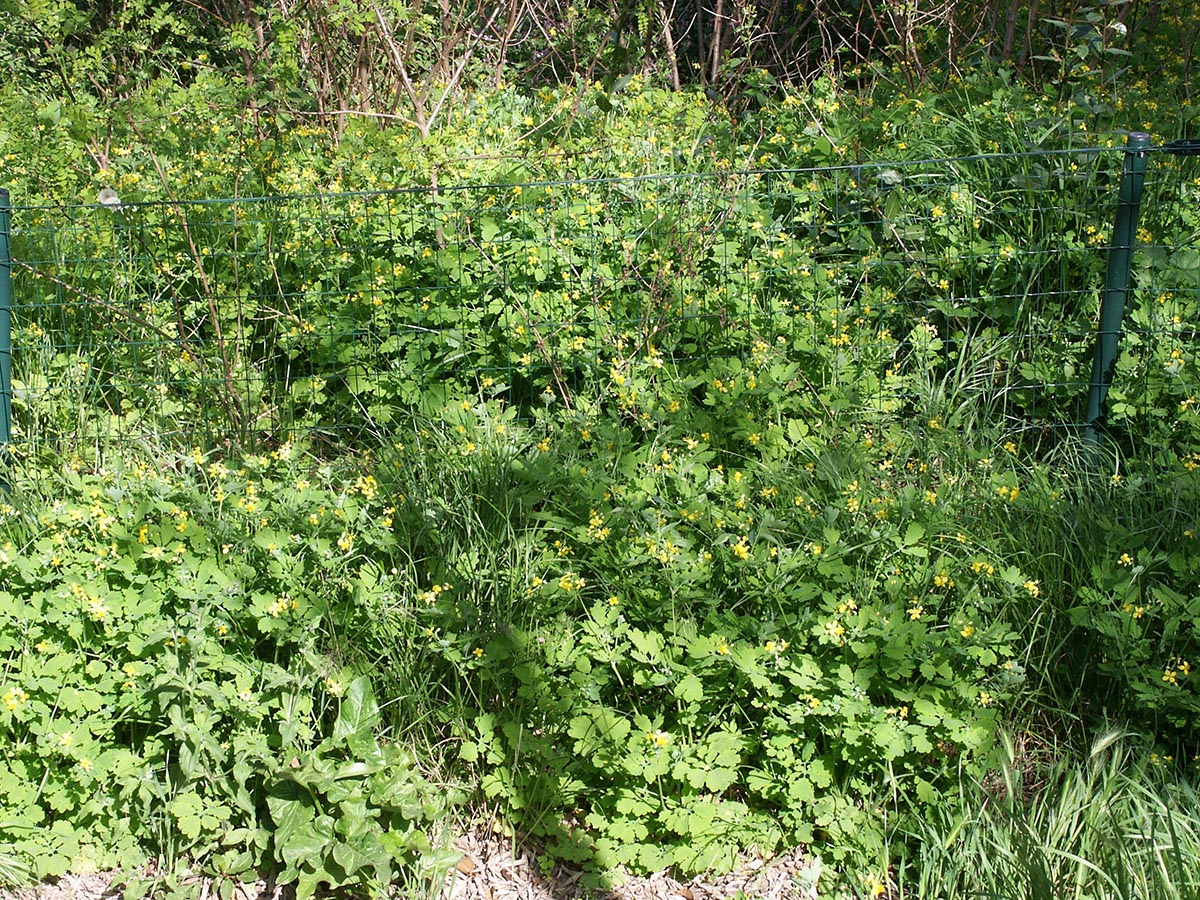 Chelidonium majus