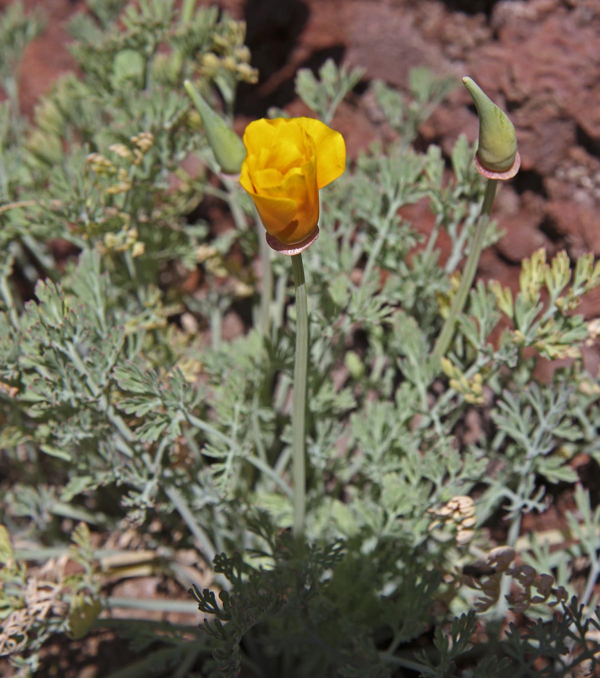 Eschscholzia californica