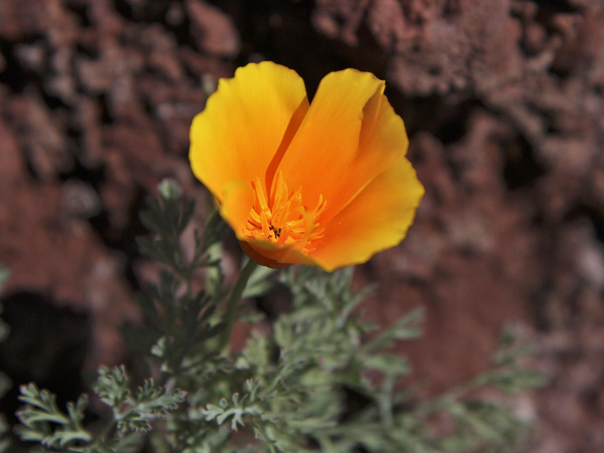 Eschscholzia californica