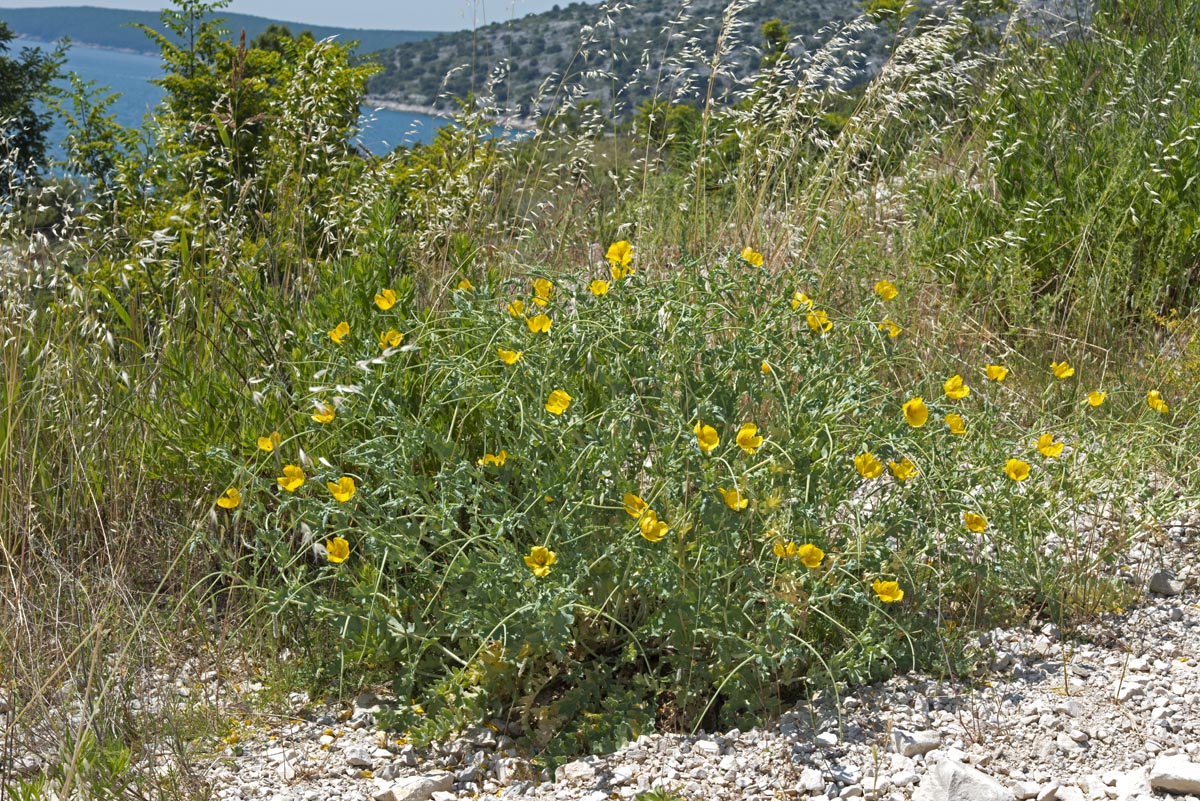 Glaucium flavum