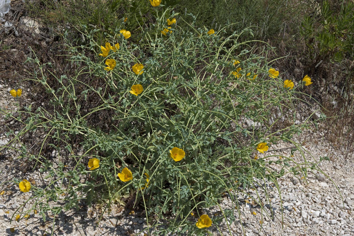 Glaucium flavum