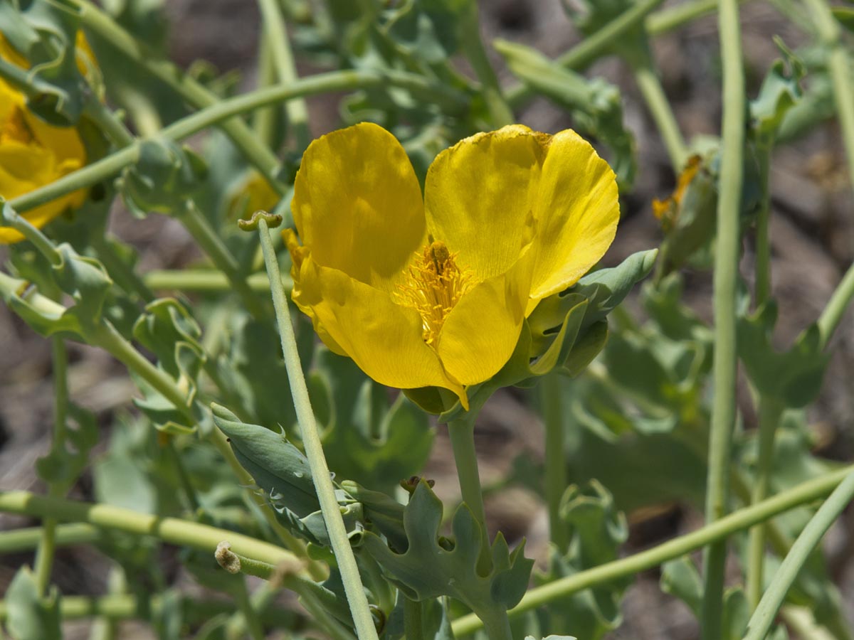 Glaucium flavum