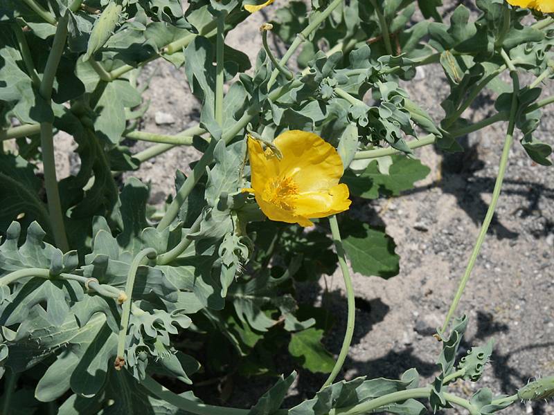 Glaucium flavum