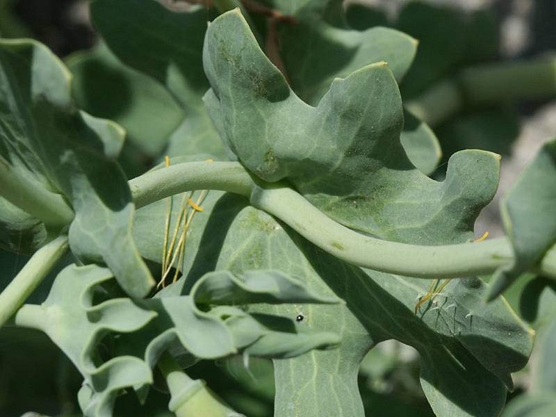 Glaucium flavum