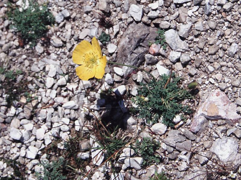 Papaver kerneri