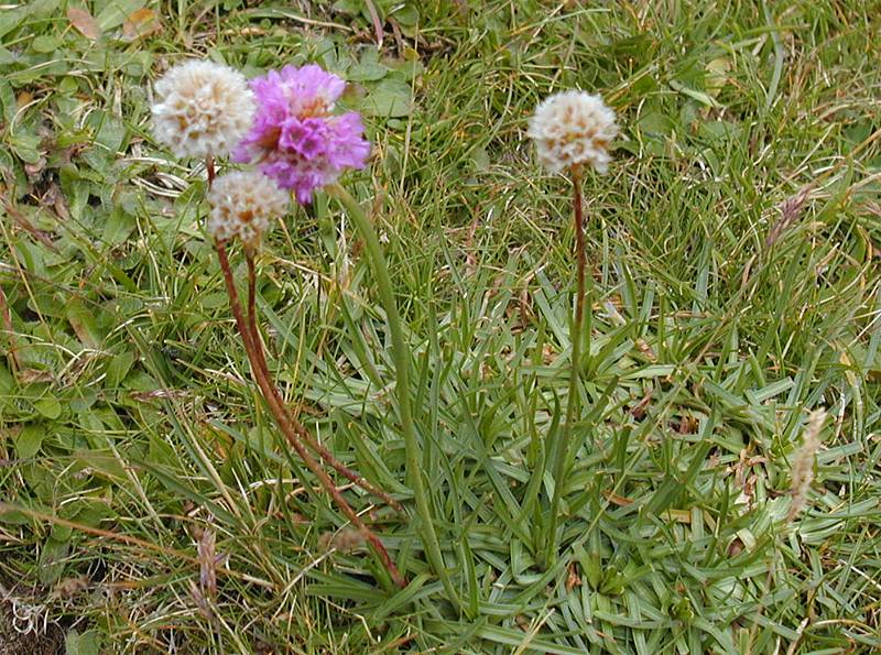 Armeria alpina