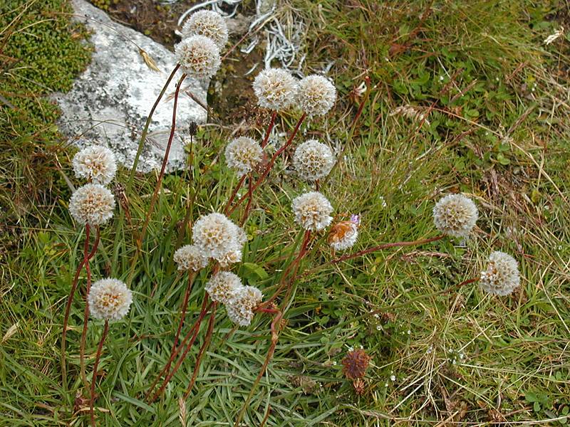 Armeria alpina