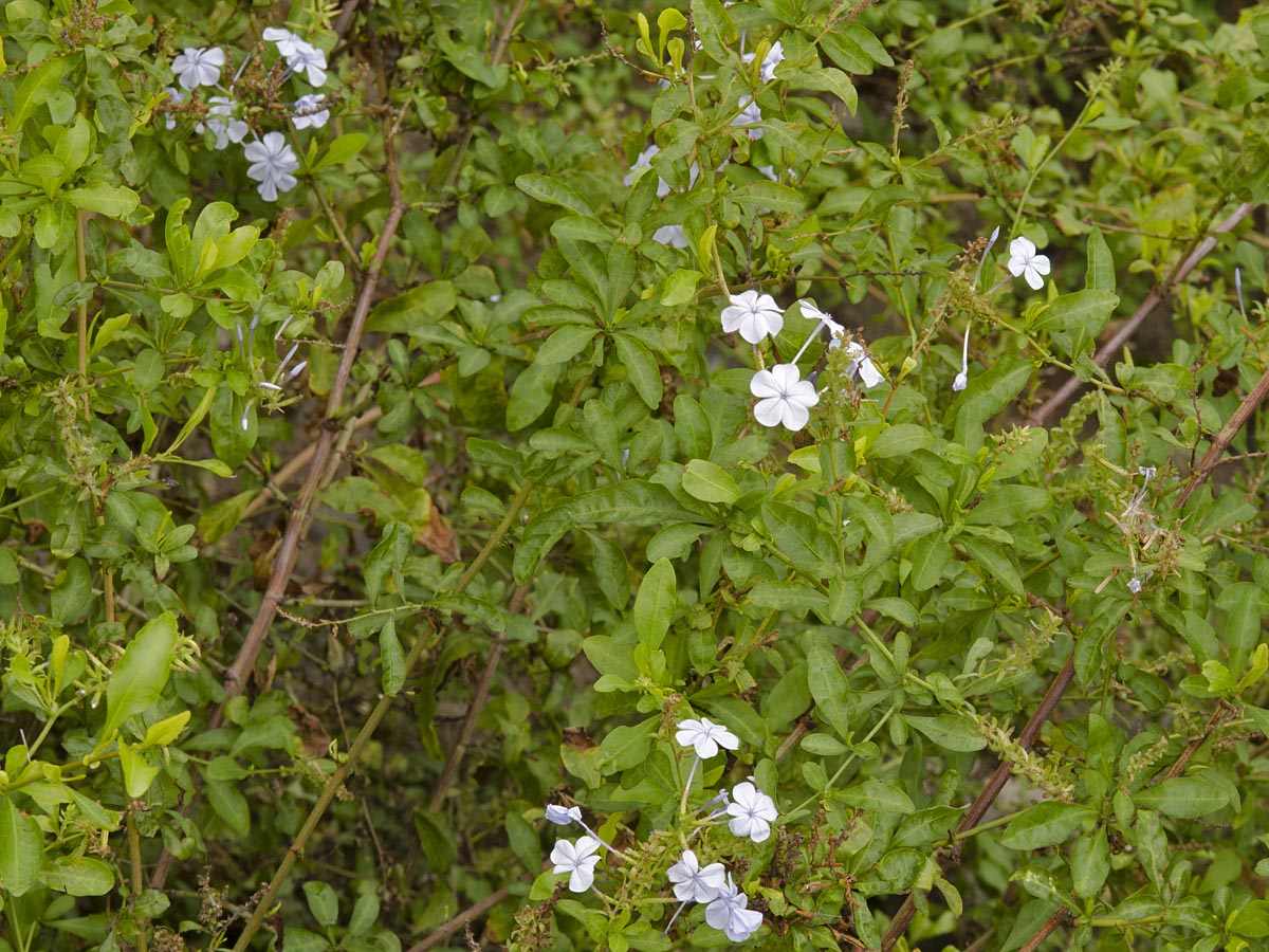 Plumbago auriculata