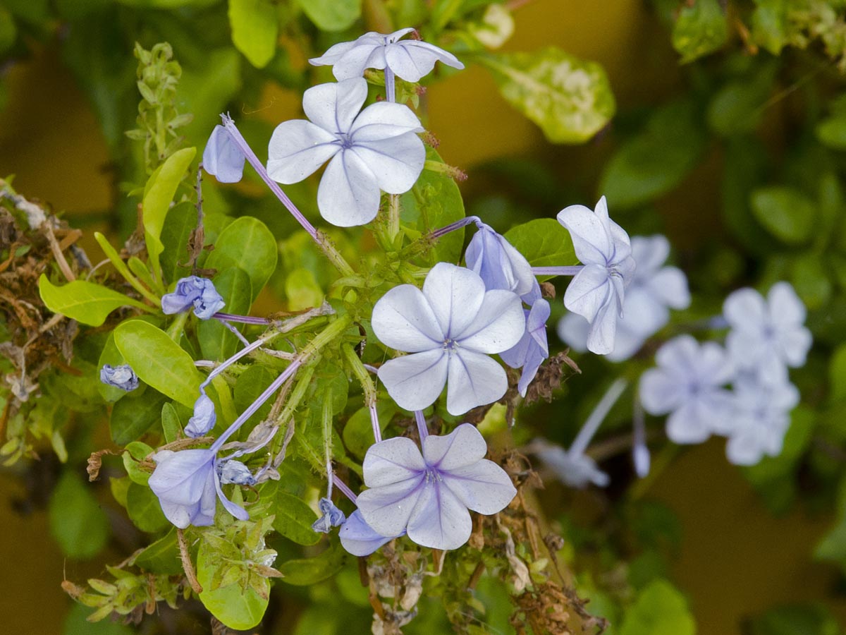 Plumbago auriculata