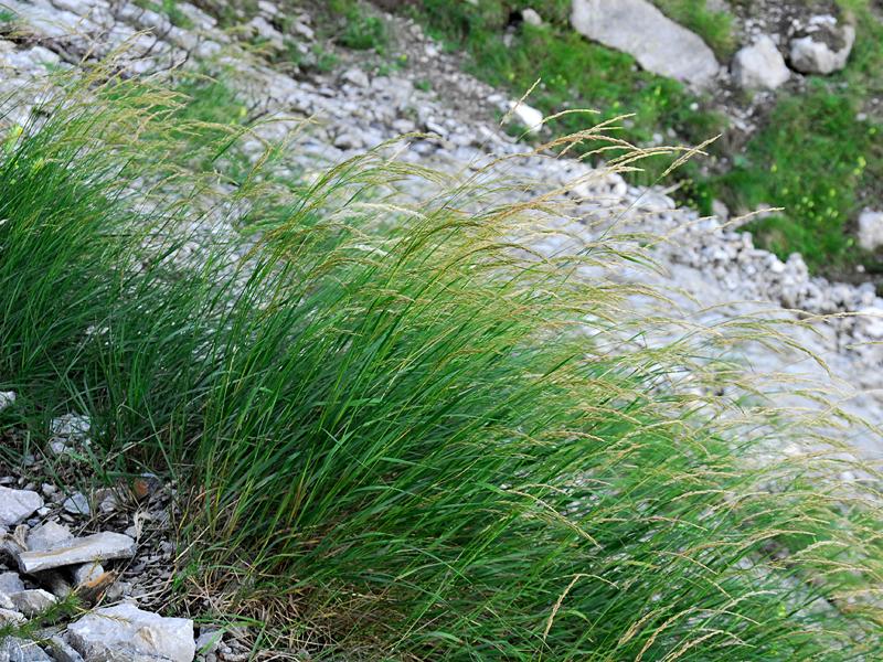 Achnatherum calamagrostis