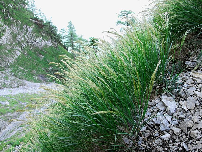 Achnatherum calamagrostis