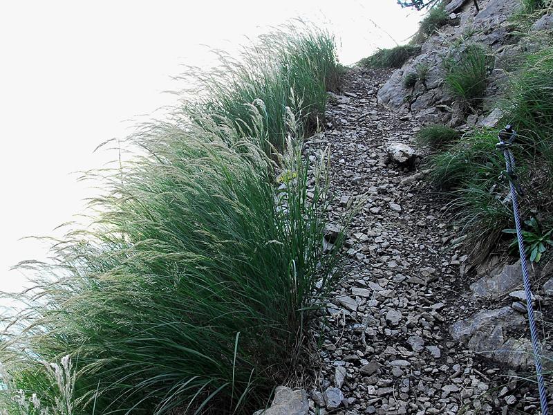 Achnatherum calamagrostis