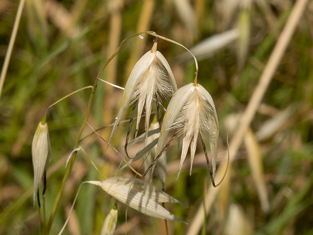 Avena barbata