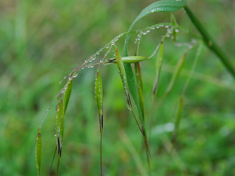 Avena fatua