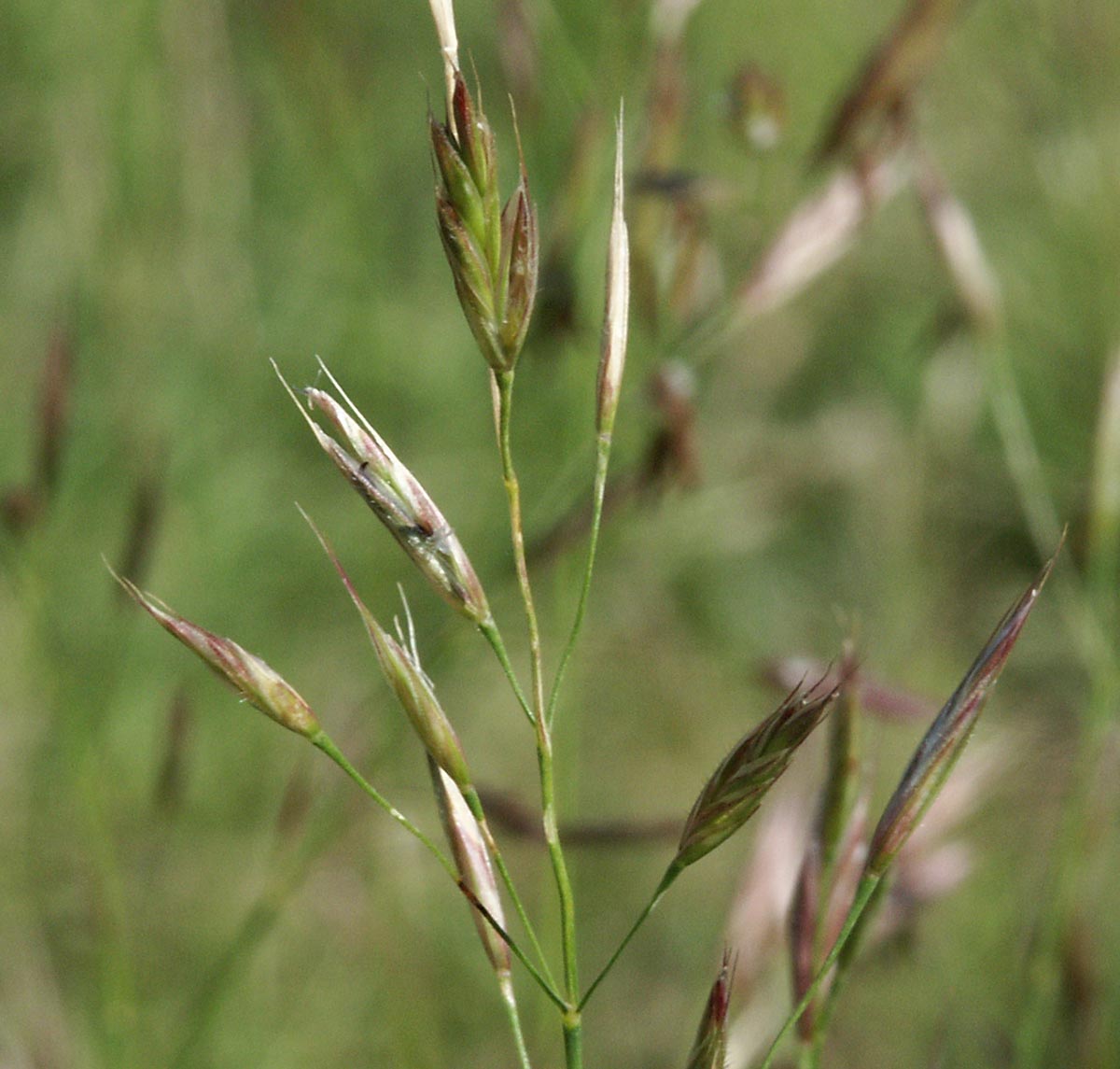 Bromus erectus agg.