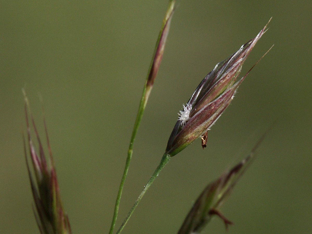 Bromus erectus agg.