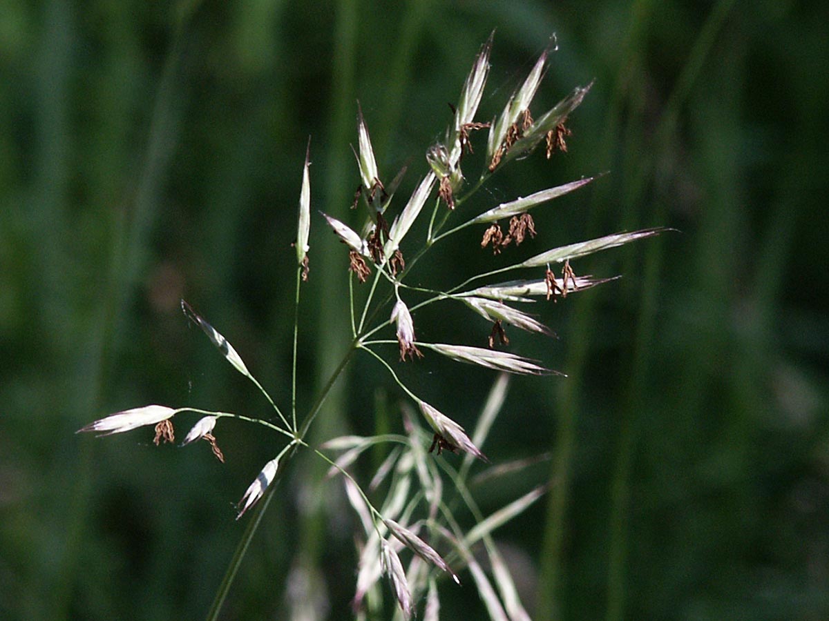 Bromus erectus agg.