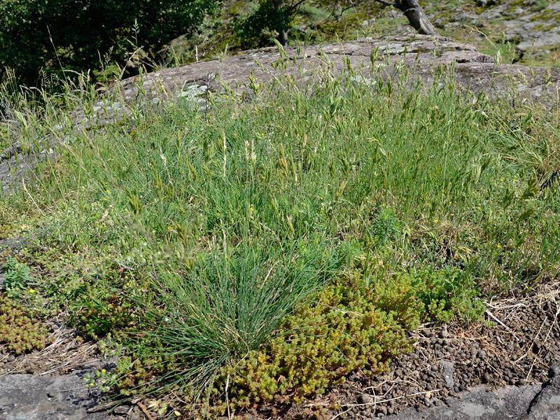 Bromus hordeaceus