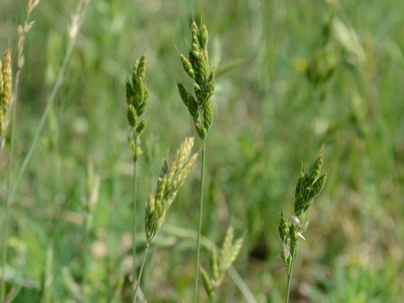 Bromus hordeaceus