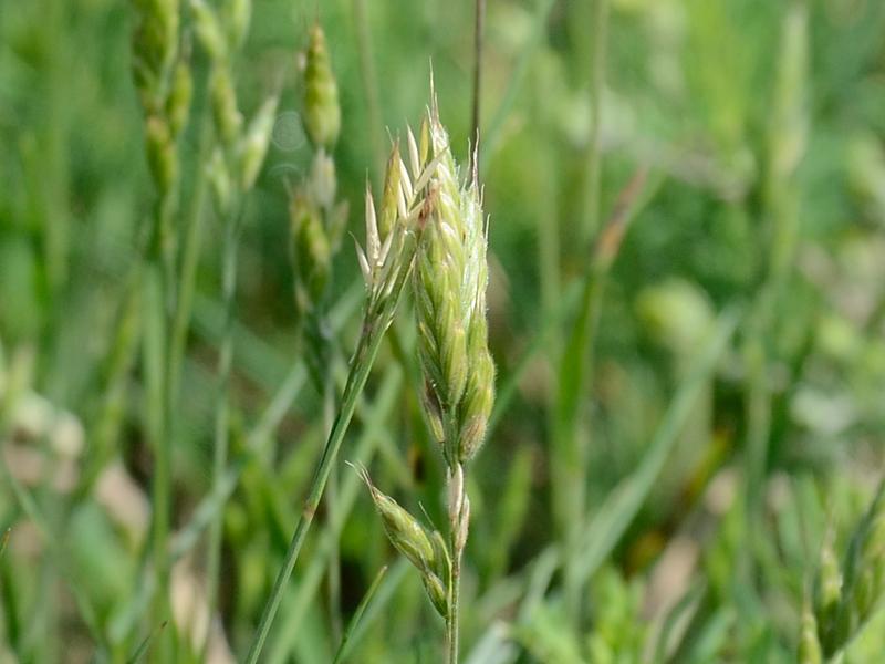 Bromus hordeaceus