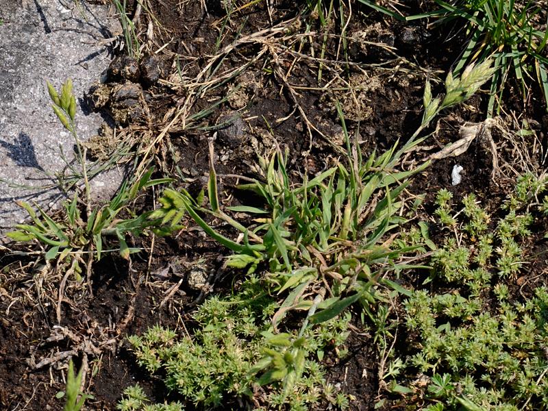 Bromus hordeaceus