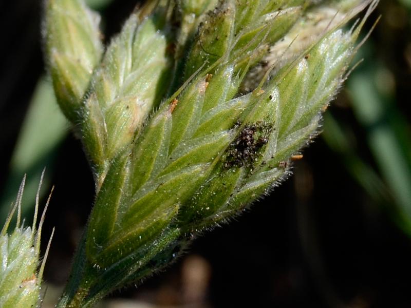 Bromus hordeaceus