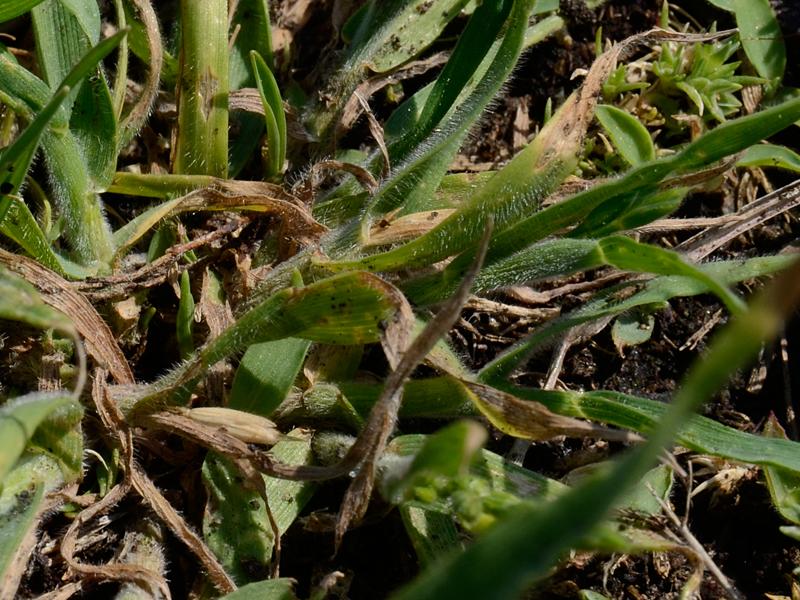 Bromus hordeaceus