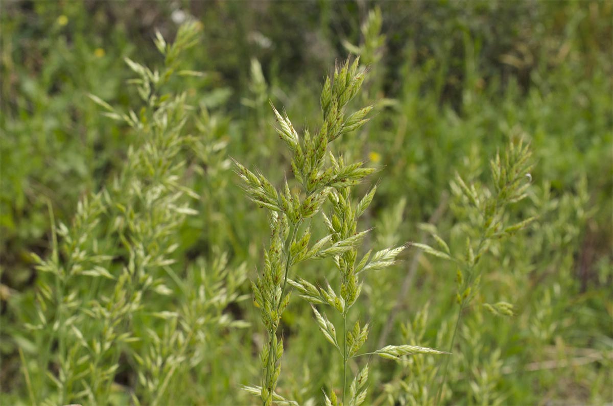 Bromus hordeaceus