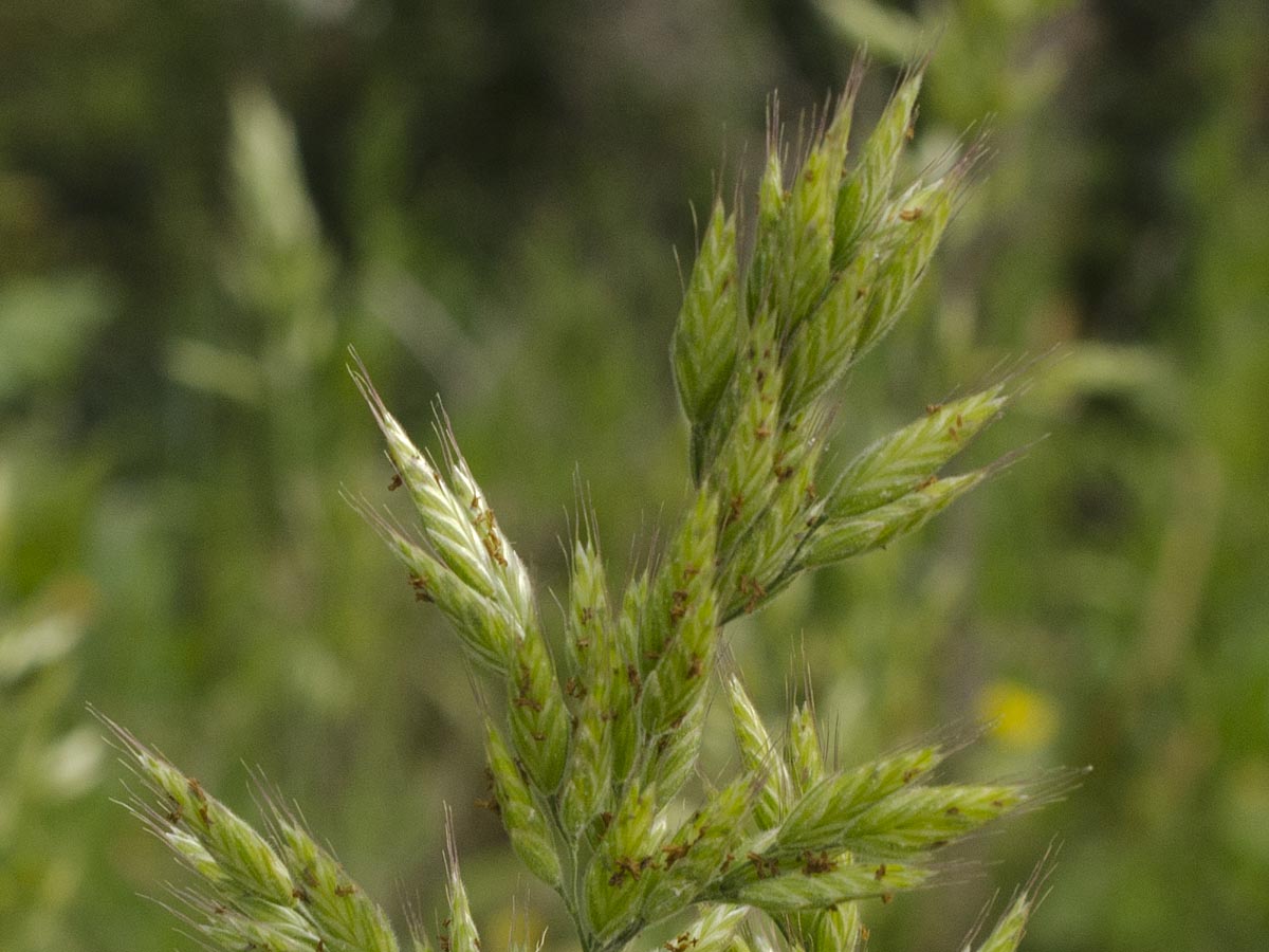 Bromus hordeaceus