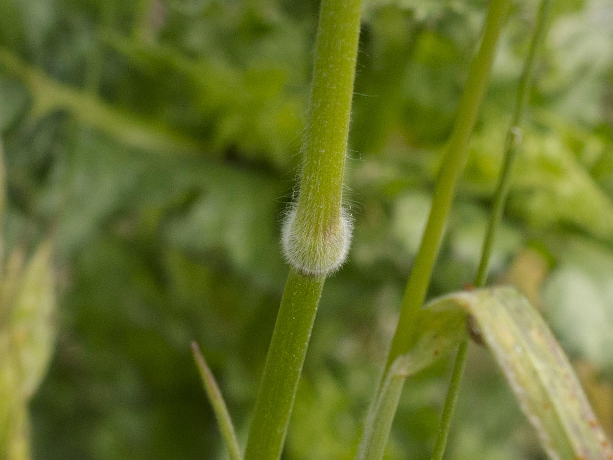 Bromus hordeaceus