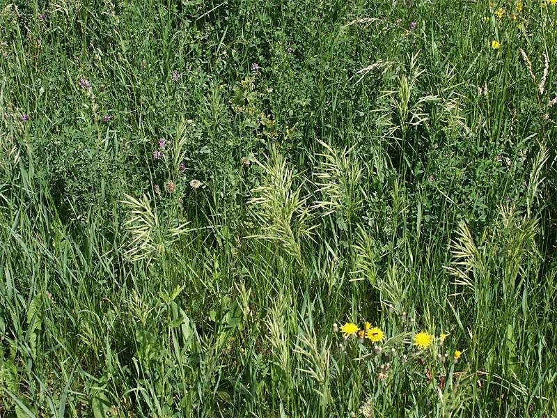 Bromus inermis