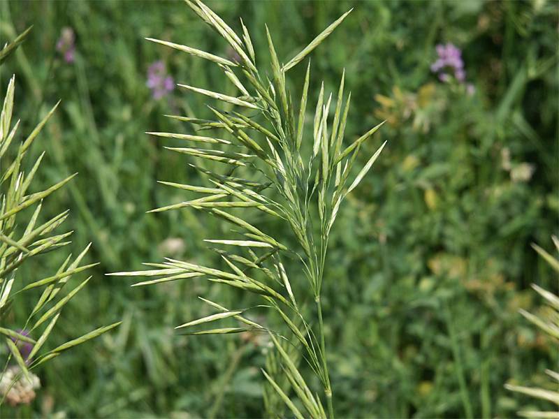 Bromus inermis