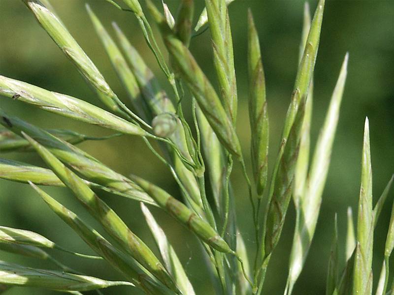 Bromus inermis