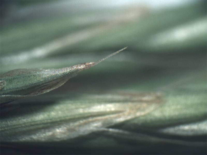 Bromus inermis