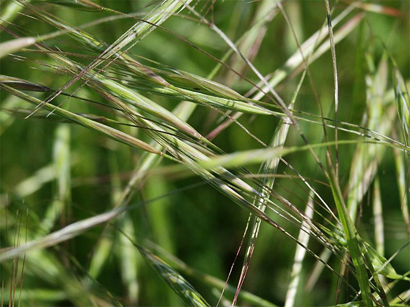 Bromus sterilis