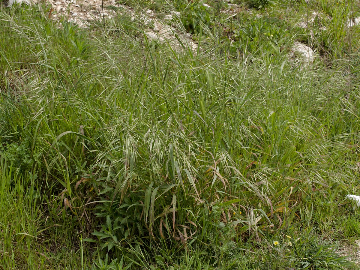 Bromus sterilis