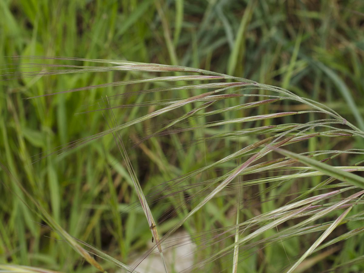 Bromus sterilis