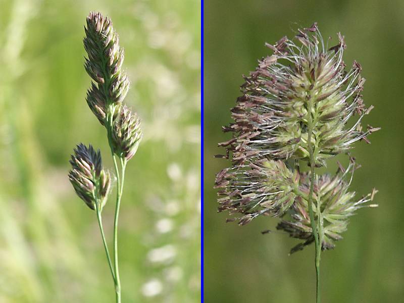 Dactylis glomerata