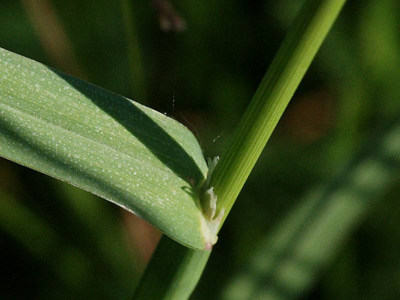 Dactylis glomerata

