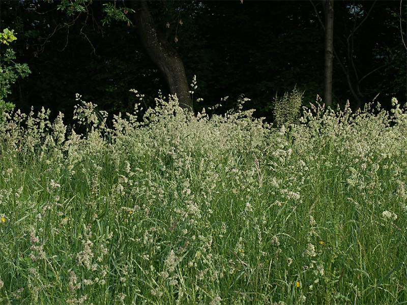 Dactylis glomerata