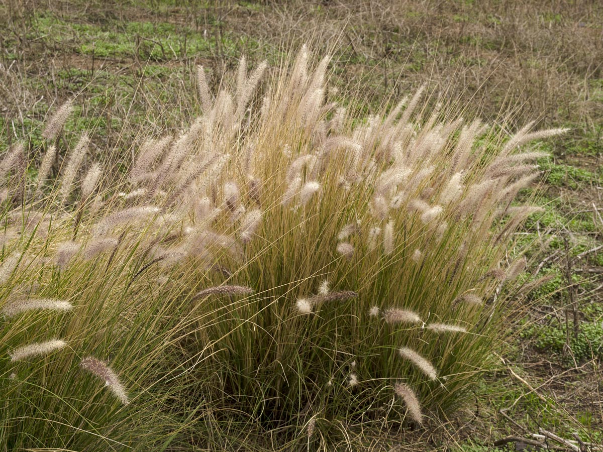 Pennisetum setaceum