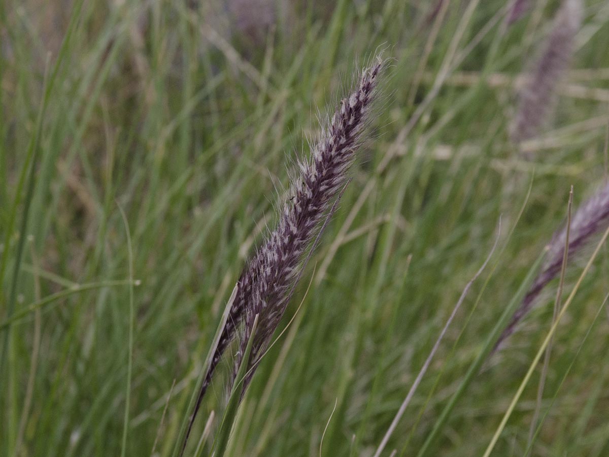 Pennisetum setaceum