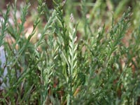 Poaceae