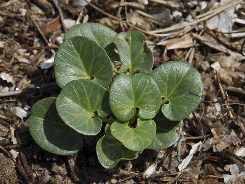 Calystegia soldanella